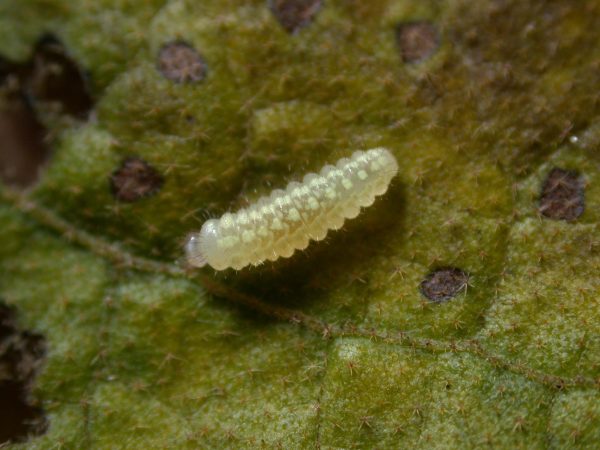 Dircenna adina 3rd instar, KRW-7