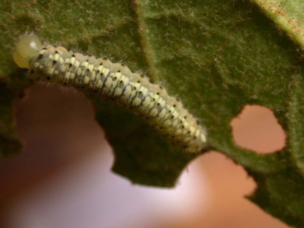 Dircenna adina 4th instar, KRW-188
