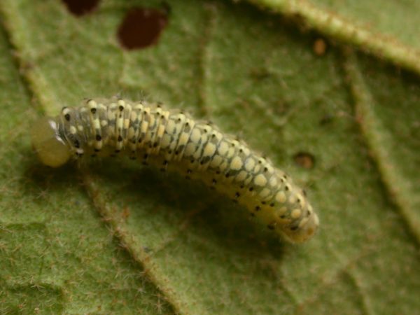 Dircenna adina 4th instar, KRW-188
