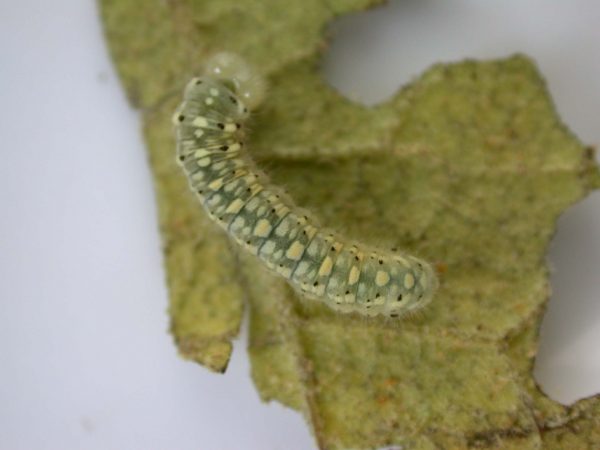 Dircenna adina 4th instar, KRW-26