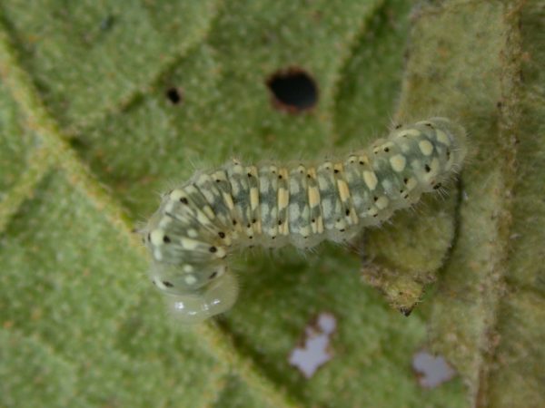 Dircenna adina 4th instar, KRW-26