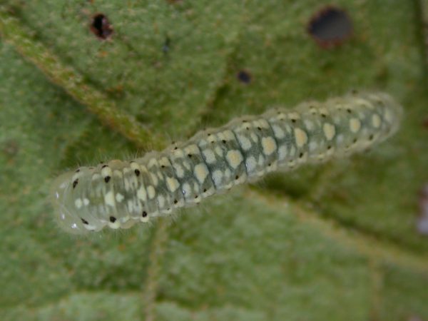 Dircenna adina 4th instar, KRW-26