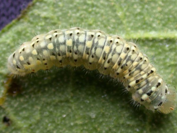 Dircenna adina 4th instar, KRW-9