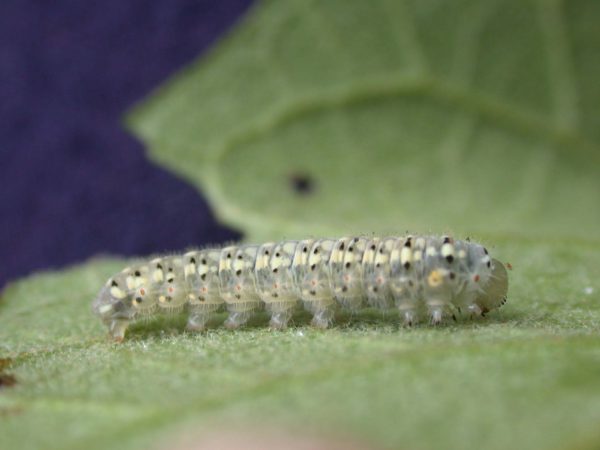 Dircenna adina 4th instar, KRW-9