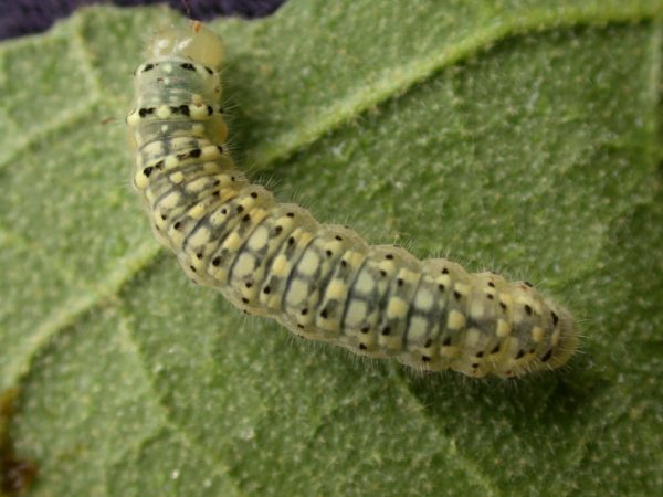 Dircenna adina 4th instar, KRW-9