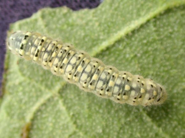 Dircenna adina 4th instar, KRW-9