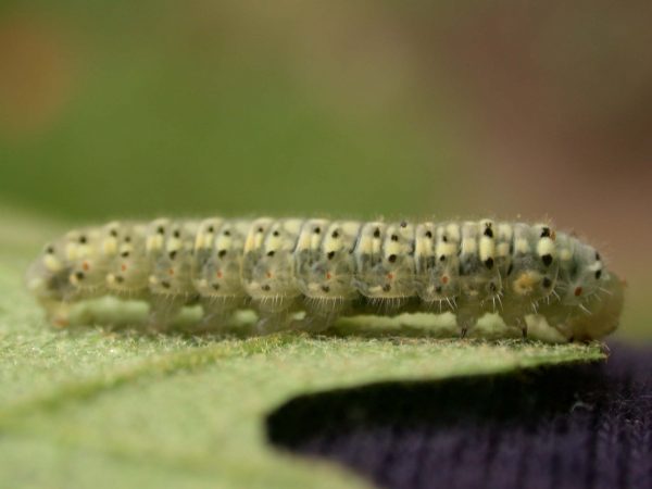 Dircenna adina 4th instar, KRW-9