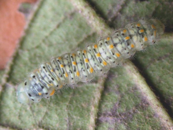 Dircenna adina 5th instar, KRW-177