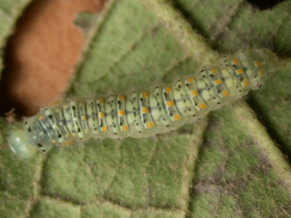 Dircenna adina 5th instar, KRW-177