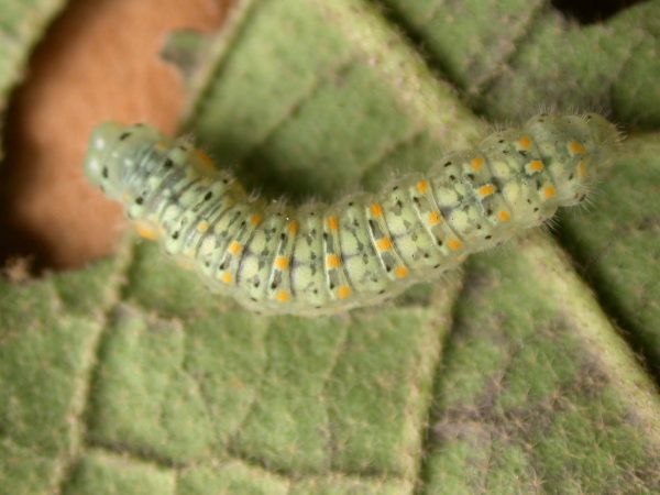 Dircenna adina 5th instar, KRW-177
