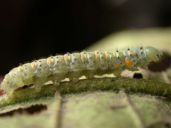 Dircenna adina 5th instar, KRW-177