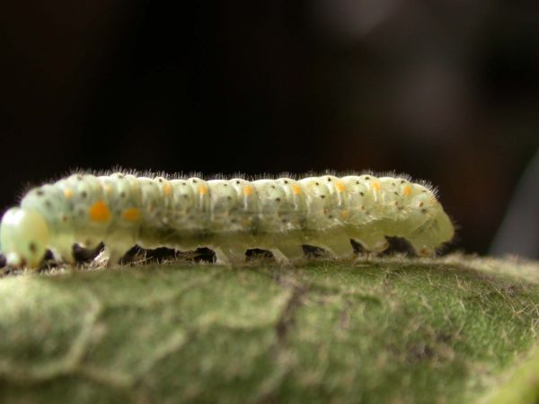 Dircenna adina 5th instar, KRW-177