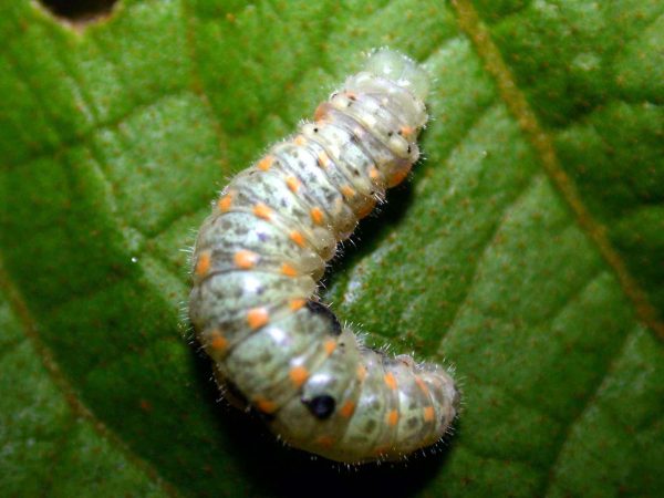 Dircenna adina 5th instar, KRW-1