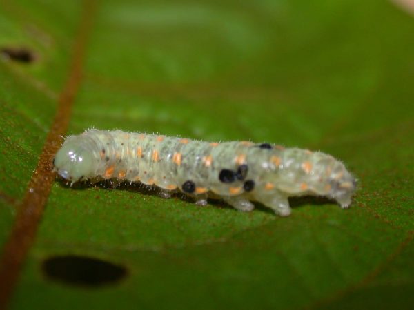 Dircenna adina 5th instar, KRW-1