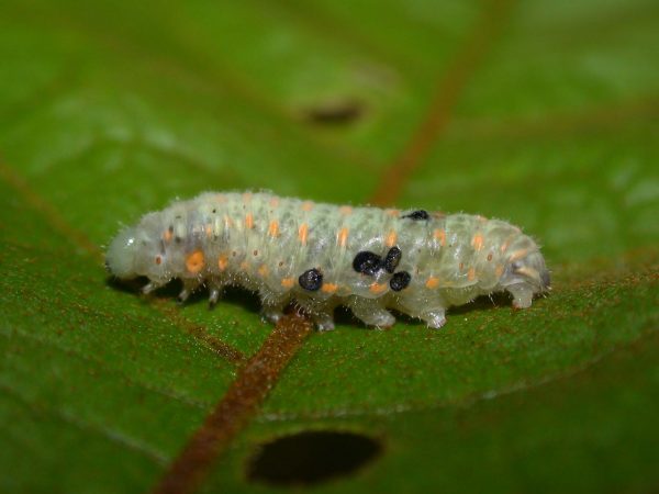 Dircenna adina 5th instar, KRW-1