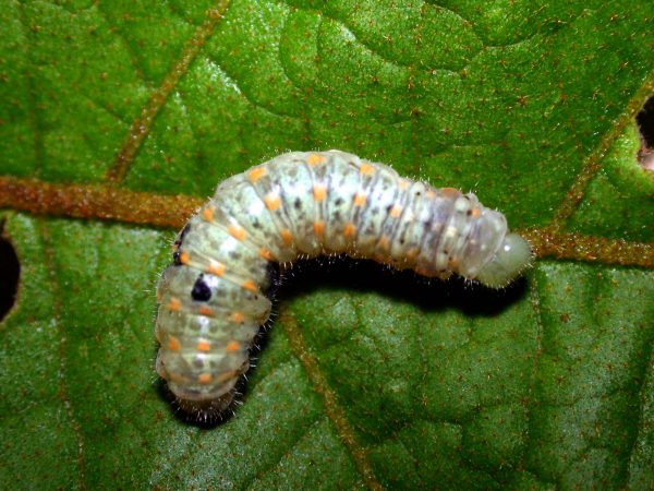 Dircenna adina 5th instar, KRW-1