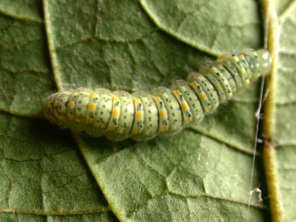 Dircenna adina 5th instar, KRW-260