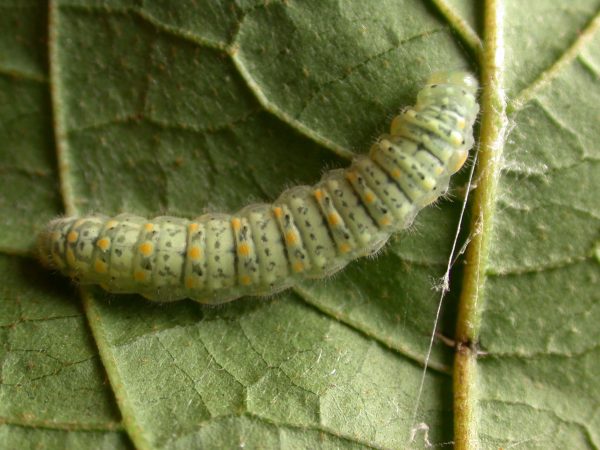 Dircenna adina 5th instar, KRW-260