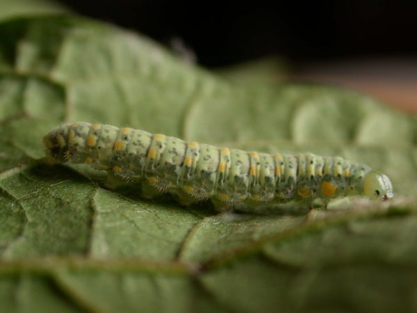Dircenna adina 5th instar, KRW-260