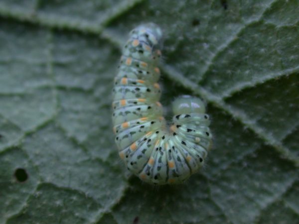 Dircenna adina 5th instar, KRW-35
