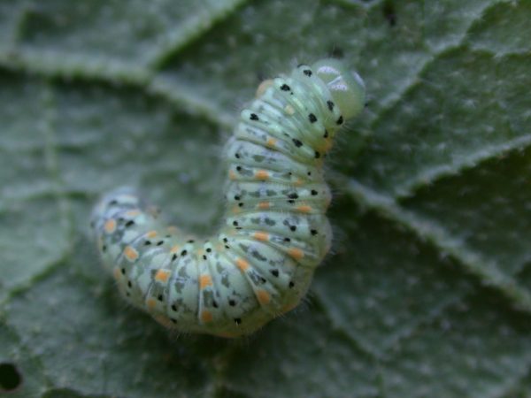Dircenna adina 5th instar, KRW-35