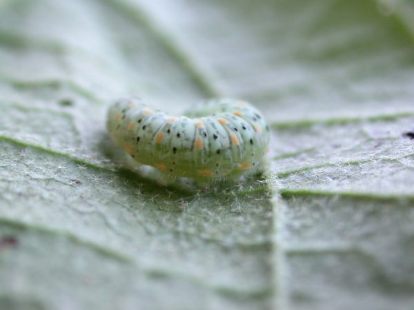 Dircenna adina 5th instar, KRW-35