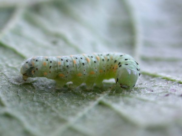 Dircenna adina 5th instar, KRW-35