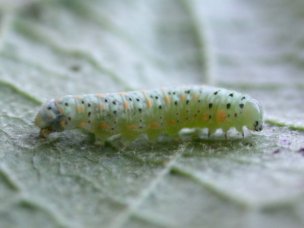 Dircenna adina 5th instar, KRW-35