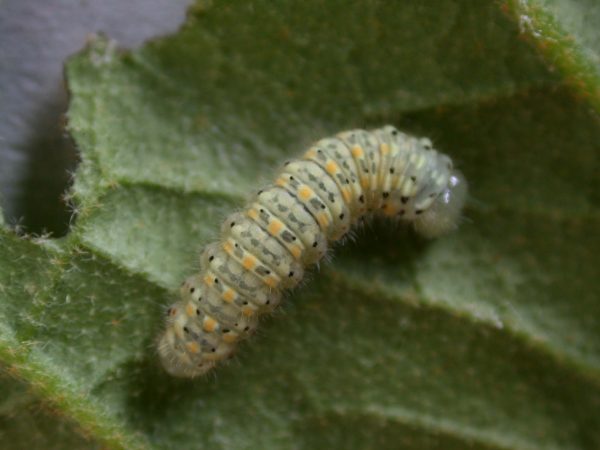 Dircenna adina 5th instar, KRW-37