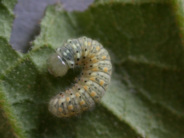 Dircenna adina 5th instar, KRW-37