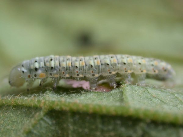 Dircenna adina 5th instar, KRW-37