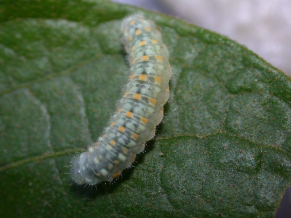 Dircenna adina 5th instar, KRW-3