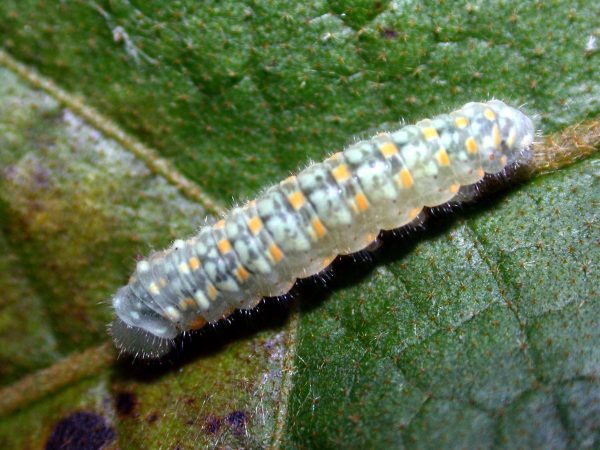 Dircenna adina 5th instar, KRW-3