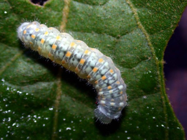 Dircenna adina 5th instar, KRW-3