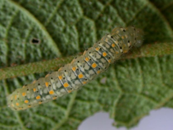Dircenna adina 5th instar, KRW-49-1