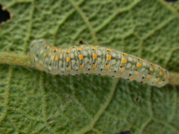 Dircenna adina 5th instar, KRW-49-1