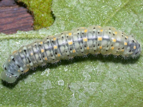 Dircenna adina 5th instar, KRW-9