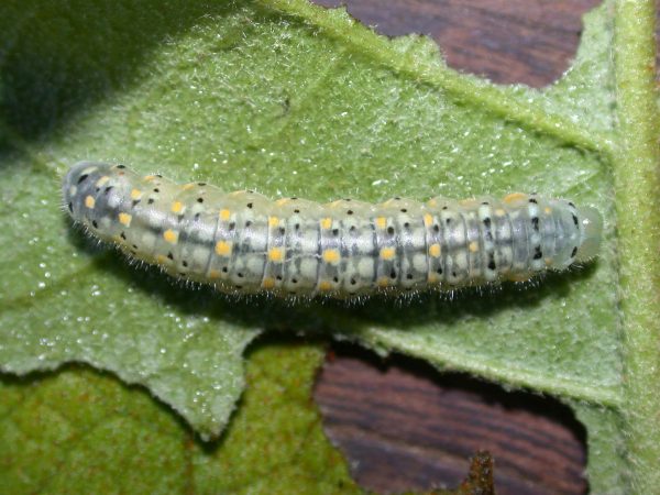 Dircenna adina 5th instar, KRW-9