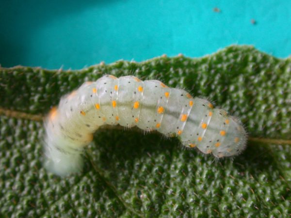 Dircenna adina 5th instar, KRW-