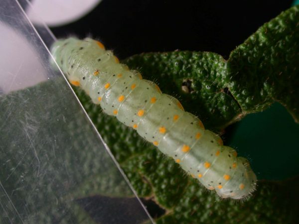 Dircenna adina 5th instar, KRW-