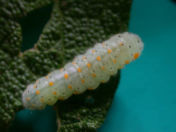 Dircenna adina 5th instar, KRW-