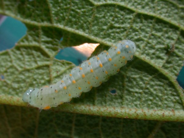 Dircenna adina 5th instar, KRW-