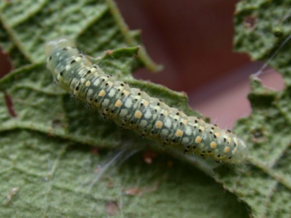 Dircenna adina 5th instar, KRW-