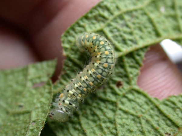 Dircenna adina 5th instar, KRW-