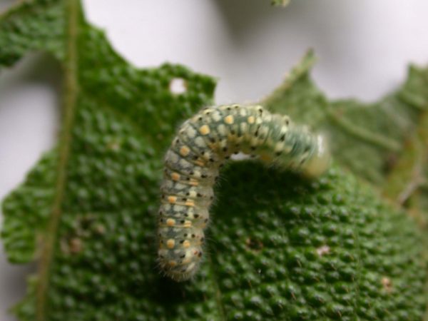 Dircenna adina 5th instar, KRW-