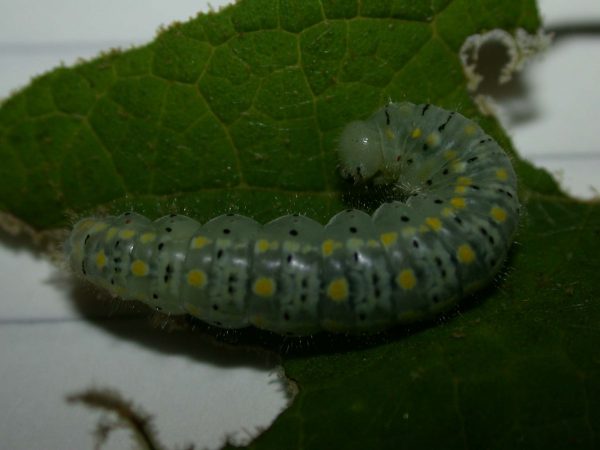 Dircenna adina 5th instar, KRW-