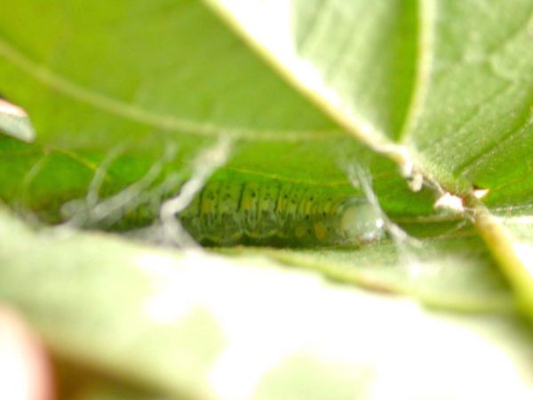 Dircenna adina 5th instar in leaf shelter, KRW-260