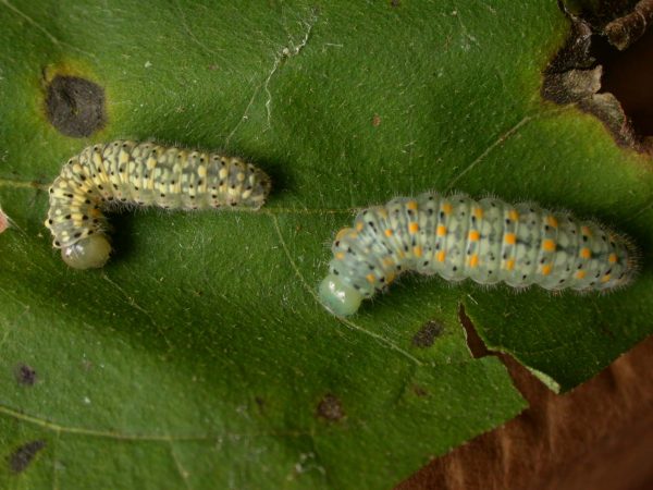 Dircenna adina 5th instar prepupa, KRW-119