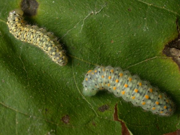 Dircenna adina 5th instar prepupa, KRW-119