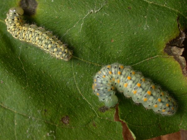 Dircenna adina 5th instar prepupa, KRW-119